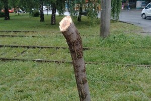 Вырвали 40 кустов роз, разбили фонтан и не только:  КАК "ПОГУЛЯЛИ" ОДЕССКИЕ ВАНДАЛЫ