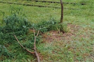 Вырвали 40 кустов роз, разбили фонтан и не только:  КАК "ПОГУЛЯЛИ" ОДЕССКИЕ ВАНДАЛЫ